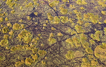 Freshwater marshes with animal trails, aerial view, Okavango Delta, Botswana, Africa