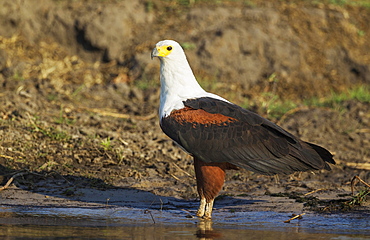 African Fish Eagle (Haliaeetus vocifer), drinking at the bank of the Chobe River, Chobe National Park, Botswana, Africa