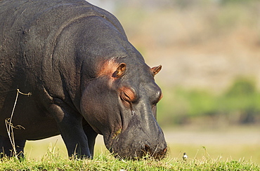 Hippopotamus (Hippopotamus amphibius), grazing at the bank of the Chobe River next to a little bird, Chobe National Park, Botswana, Africa