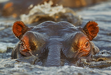 Hippopotamus (Hippopotamus amphibius) in the water, close-up, in the the Chobe River, Chobe National Park, Botswana, Africa