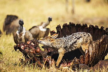 Black-backed Jackal (Canis mesomelas), at the carcass of a Cape Buffalo (Syncerus caffer caffer), in the background some White-backed Vultures (Gyps africanus), Savuti, Chobe National Park, Botswana, Africa