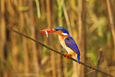 Malachite Kingfisher (Alcedo cristata), with prey at the bank of the Chobe River, Chobe National Park, Botswana, Africa