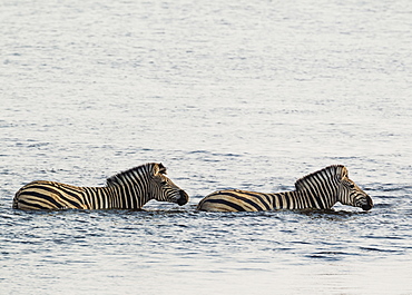 Burchell's Zebra (Equus quagga burchelli) in the water, crossing the Chobe River, Chobe National Park, Botswana, Africa