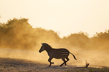 Burchell's Zebra (Equus quagga burchelli), has been unsuccessfully chased, Chobe National Park, Botswana, Africa