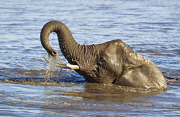 African elephant (Loxodonta africana) female having fun at waterhole, Etosha National Park, Namibia, Africa