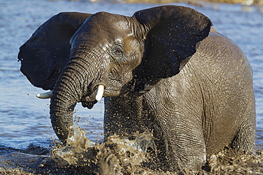 African elephant (Loxodonta africana) female having fun at waterhole, Etosha National Park, Namibia, Africa