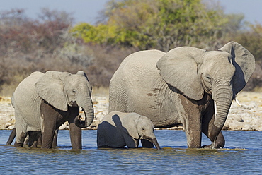 African elephant (Loxodonta africana) cow with two calves at waterhole, Etosha National Park, Namibia, Africa