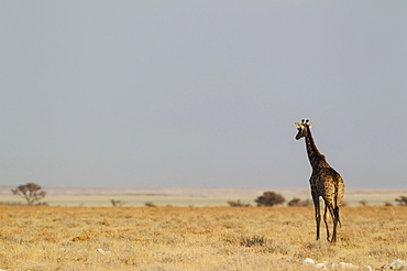 South African giraffe (Giraffa camelopardalis giraffa) female roaming at edge of Etosha Pan, Etosha National Park, Namibia, Africa