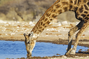 South African giraffe (Giraffa camelopardalis giraffa) male drinking at waterhole, Etosha National Park, Namibia, Africa