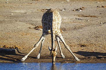 South African giraffe (Giraffa camelopardalis giraffa) female drinking at waterhole, Etosha National Park, Namibia, Africa