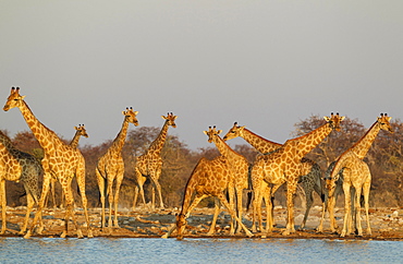 South African giraffes (Giraffa camelopardalis giraffa) meeting at waterhole, evening light, Etosha National Park, Namibia, Africa