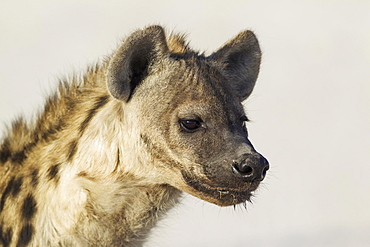 Spotted Hyaena (Crocuta crocuta), juvenile, Etosha National Park, Namibia, Africa