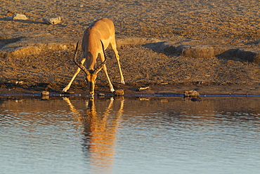 Black-Faced Impala (Aepyceros melampus petersi), male, drinking at a waterhole in the last light of the evening, Etosha National Park, Namibia, Africa