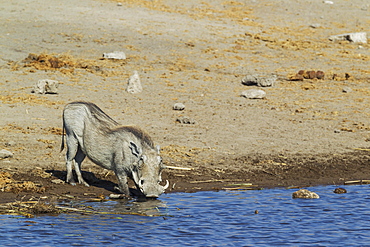 Warthog (Phacochoerus aethiopicus), female, drinking at a waterhole, Etosha National Park, Namibia, Africa