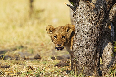 Lion (Panthera leo), cub, Savuti, Chobe National Park, Botswana, Africa