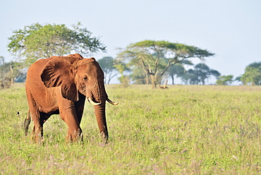 African Elephant bull (Loxodonta africana) in the morning light, coloured by red earth, Tsavo West, Kenya, Africa