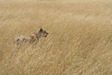 Lioness (Panthera leo) on the lookout, in the tall grass, Maasai Mara National Reserve, Narok County, Kenya, Africa