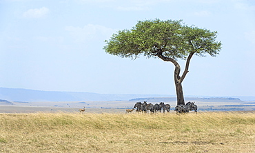 Vast landscape in the Masai Mara with zebras (Equus quagga) under an umbrella thorn acacia (Acacia tortilis), Maasai Mara National Reserve, Narok County, Kenya, Africa