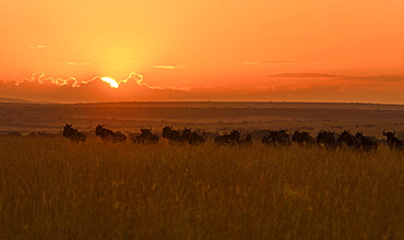 Herd of wildebeests or gnus (Connochaetes taurinus) at sunrise, Maasai Mara National Reserve, Narok County, Kenya, Africa