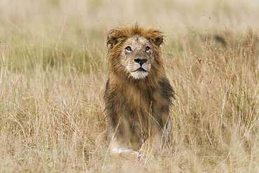 Lion (Panthera leo), male with wet mane lying in grass, Masai Mara, Narok County, Kenya, Africa