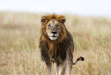 Wet lion (Panthera leo), male, Masai Mara, Narok County, Kenya, Africa