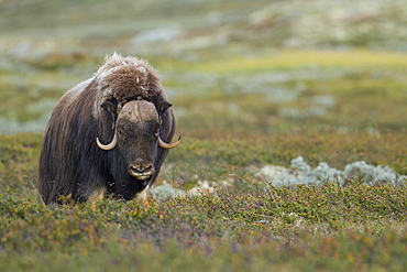 Muskox (Ovibos moschatus), bull on the fjell, Dovrefjell-Sunndalsfjella National Park, Norway, Europe