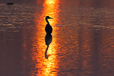 Grey Heron (Ardea cinerea) in the morning light, Lower Saxony, Germany, Europe