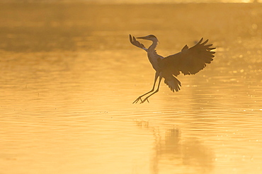 Grey Heron (Ardea cinerea), landing, in the morning light, Lower Saxony, Germany, Europe