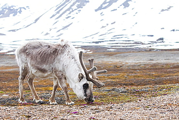 Svalbard reindeer (Rangifer tarandus platyrhynchus), foraging, Spitsbergen, Norway, Europe