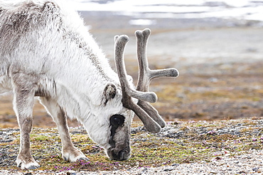 Svalbard reindeer (Rangifer tarandus platyrhynchus), foraging, Spitsbergen, Norway, Europe