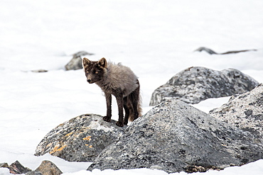 Arctic fox (Vulpes lagopus), in the snow, Spitsbergen, Norway, Europe