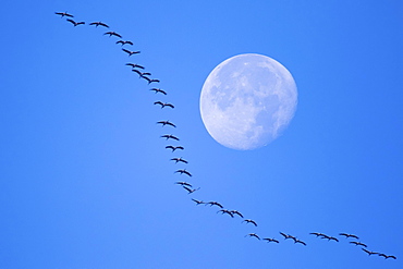 Common cranes (Grus grus) flying in formation at full moon, Hesse, Germany, Europe