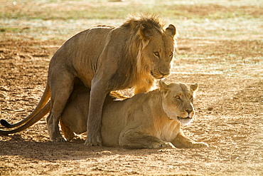 Lions (Panthera leo) during mating, Erindi Reserve, Namibia, Africa