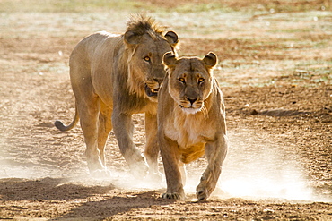 Lion (Panthera leo) drives female during mating, Erindi Reserve, Namibia, Africa