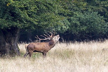 Red Deer (Cervus elaphus) stag bugling in rut, Copenhagen, Denmark, Europe