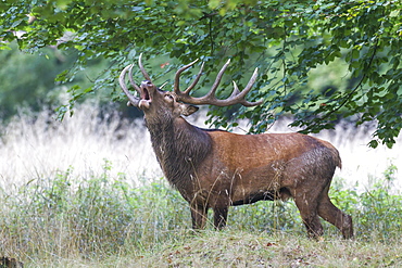 Red Deer (Cervus elaphus), stag, Copenhagen, Denmark, Europe