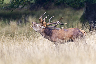 Red Deer (Cervus elaphus), stag, Klampenborg, Copenhagen, Denmark, Europe