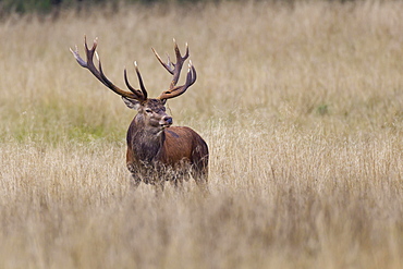 Red Deer (Cervus elaphus), stag, Copenhagen, Denmark, Europe