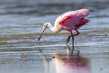 Roseate Spoonbill (Ajaia ajaja) in the water, Sanibel Island, Florida, USA, North America