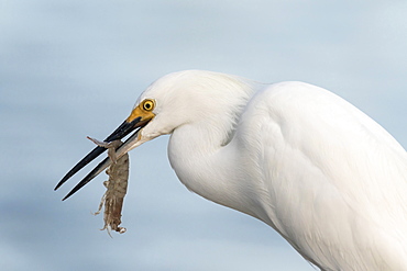 Snowy egret (egretta thula) with preyed shrimp, Ding Darling National Wildlife Refuge, Sanibel Island, Florida, USA, North America