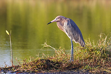 Reddish egret (Egretta rufescens), Ding Darling National Wildlife Refuge, Sanibel Island, Florida, USA, North America