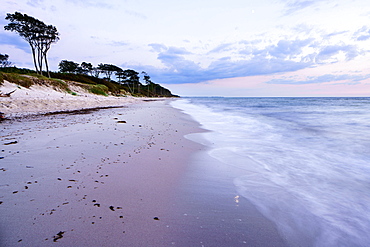 Twilight at the western beach Darß, coastal forest, wind refugees, Western Pomerania Lagoon Area National Park, Fischland-Darß-Zingst, Baltic Sea, Prerow, Mecklenburg-Western Pomerania, Germany, Europe