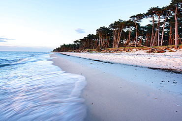 Twilight at the western beach Darß, coastal forest, wind refugees, Western Pomerania Lagoon Area National Park, Fischland-Darß-Zingst, Baltic Sea, Prerow, Mecklenburg-Western Pomerania, Germany, Europe