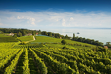 Vineyards between Hagnau and Meersburg, Meersburg, Lake Constance, Baden-Württemberg, Germany, Europe