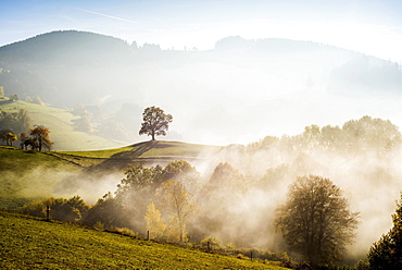 Solitary oak, English oak (Quercus robur) in autumn fog, Freiburg im Breisgau, Black Forest, Baden-Wurttemberg, Germany, Europe