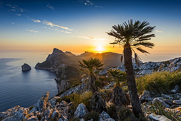 Sunrise, palm in front of Cap Formentor, Port de Pollença, Serra de Tramuntana, Majorca, Balearic Islands, Spain, Europe