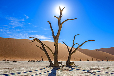 Dead camel thorns (Acacia erioloba) in front of sand dunes, Dead Vlei, Sossusvlei, Namib Desert, Namib-Naukluft National Park, Namibia, Africa