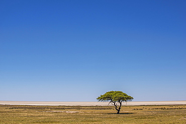 Grassland with umbrella thorn acacia in front of salt pan, Etosha National Park, Namibia, Africa