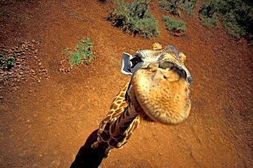 Giraffe from above ( Giraffa camelopardalis )