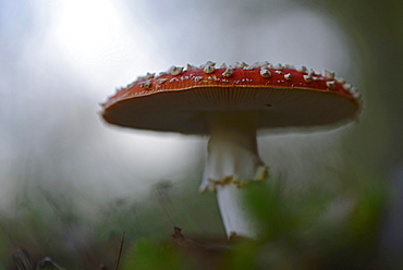 Fly Agaric (Amanita muscaria), Emsland, Lower Saxony, Germany, Europe